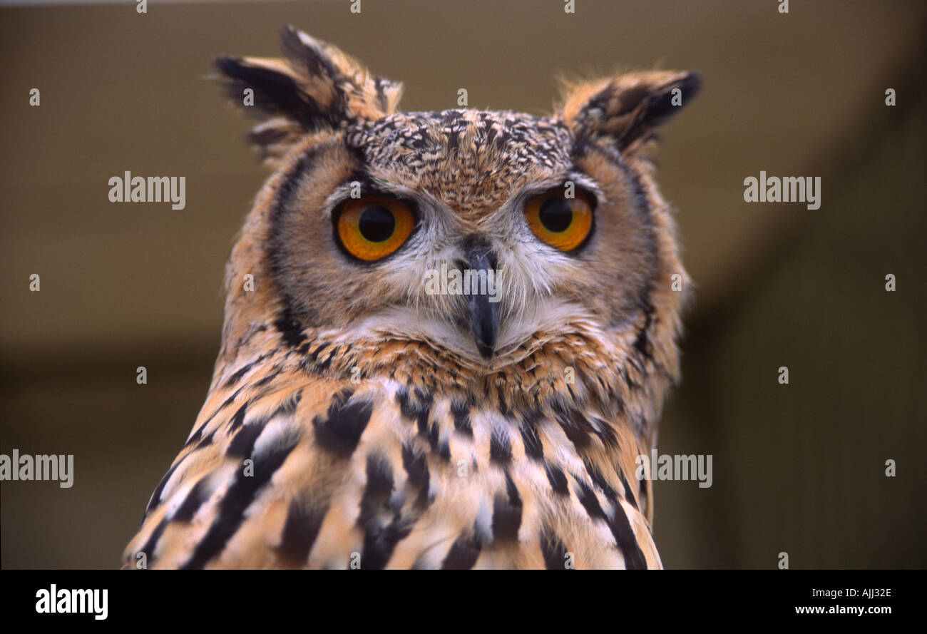 Da vicino il bubo di bubo Eurasian o europeo di aquila-owl Foto Stock
