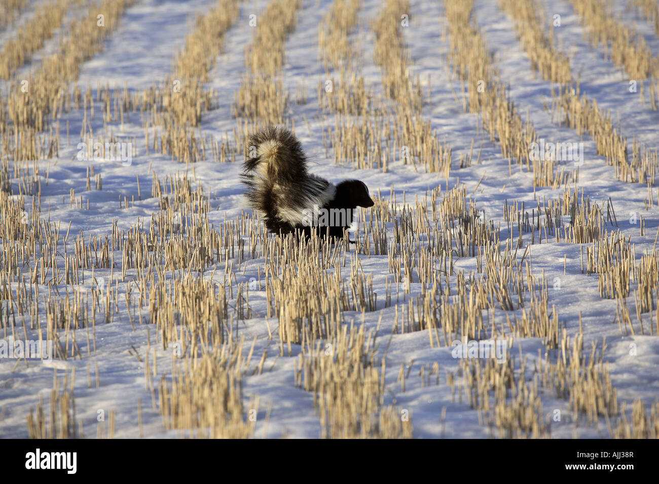 Skunk con striping su strade coperte di neve campo altezza stoppia Foto Stock