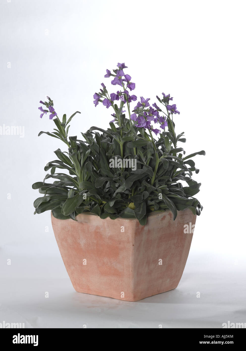 Violetta Foto Stock