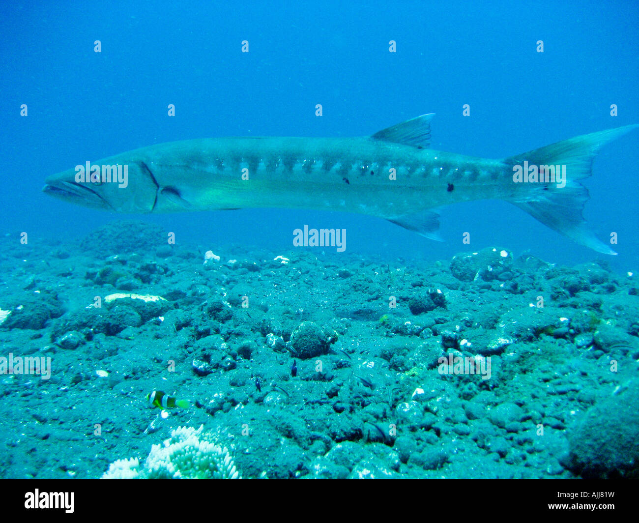 Baracuda immagini e fotografie stock ad alta risoluzione - Alamy