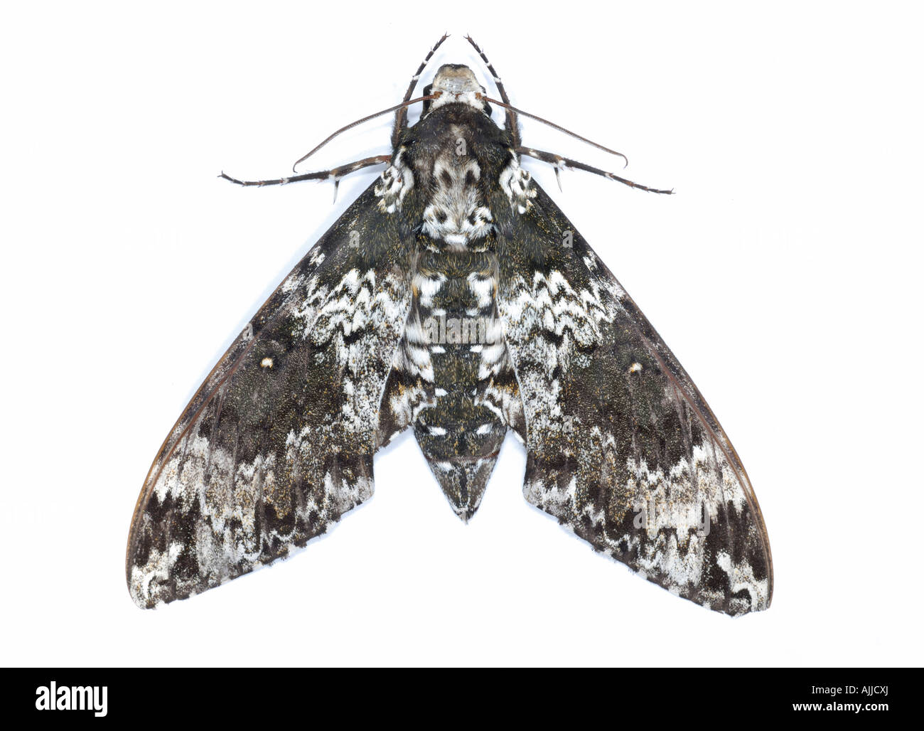 Rustico sphinx moth Manduchi rustica della famiglia Sphingidae anche sapere come colibrì falene o hawk falene Foto Stock