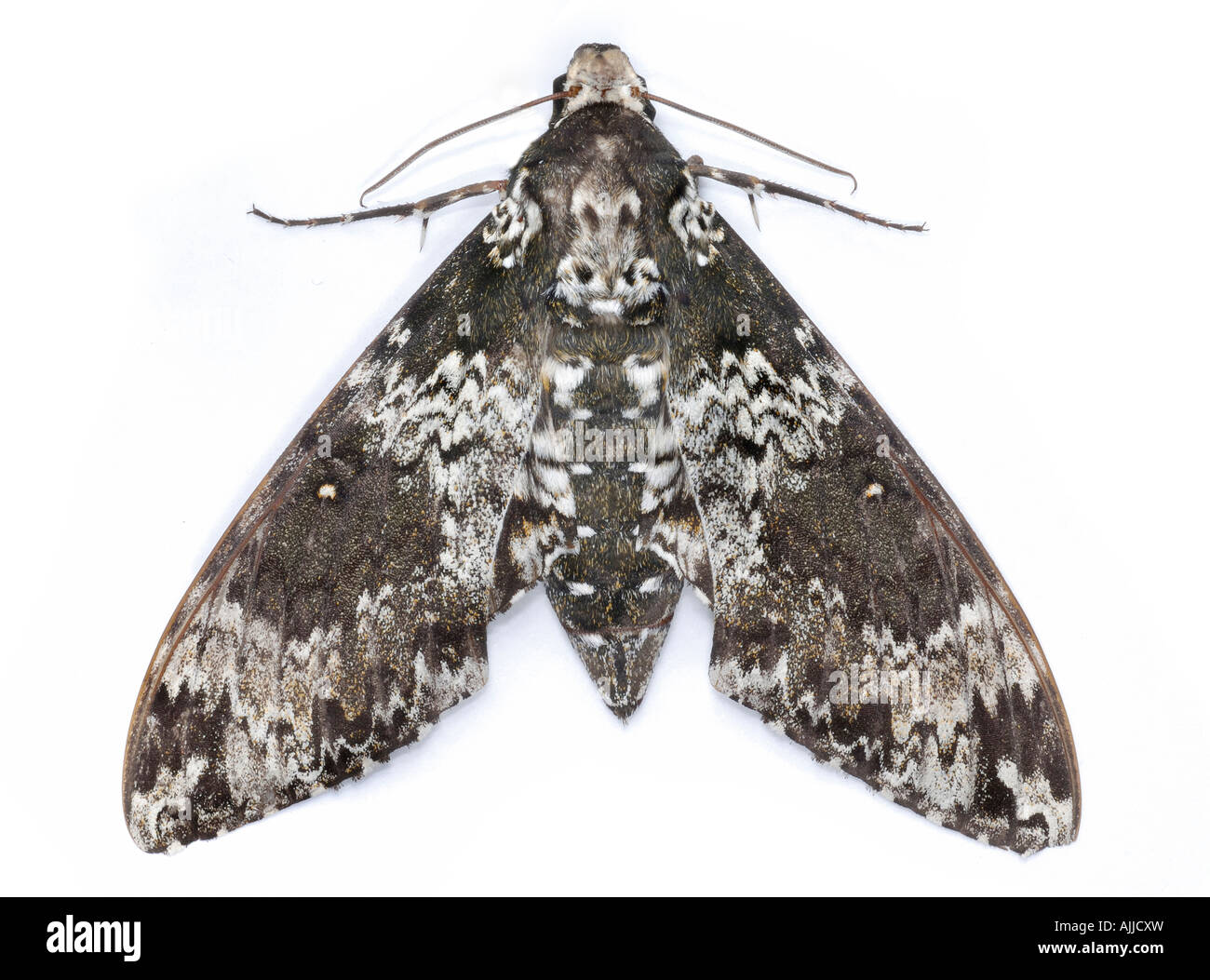 Rustico sphinx moth Manduchi rustica della famiglia Sphingidae anche sapere come colibrì falene o hawk falene Foto Stock