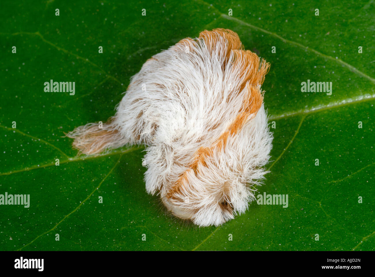 La parte inferiore di un Puss caterpillar genere Megalopyge con tossici aculei velenosi Foto Stock
