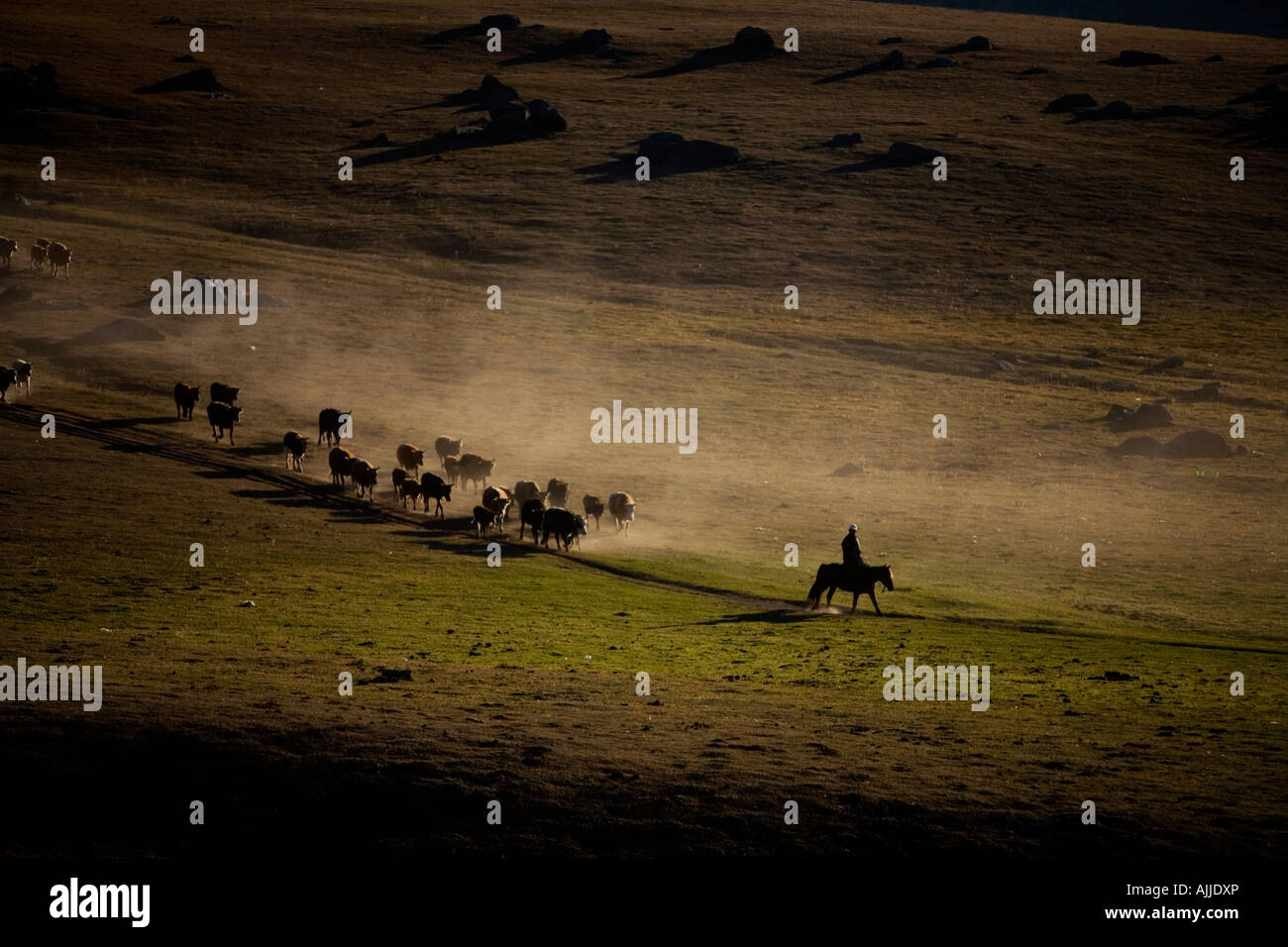 Cowboy cinese e del bestiame Foto Stock