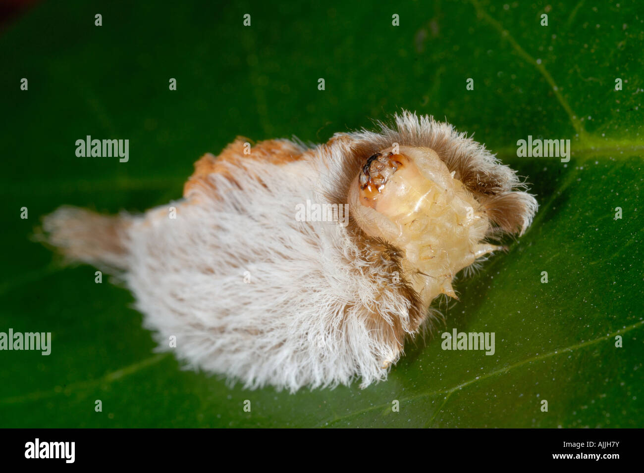 Puss caterpillar genere Megalopyge con tossici aculei velenosi Foto Stock