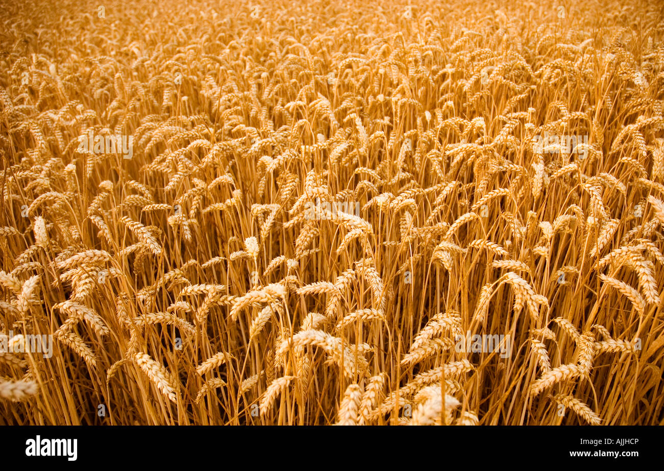 Un campo di grano Campo di grano Foto Stock