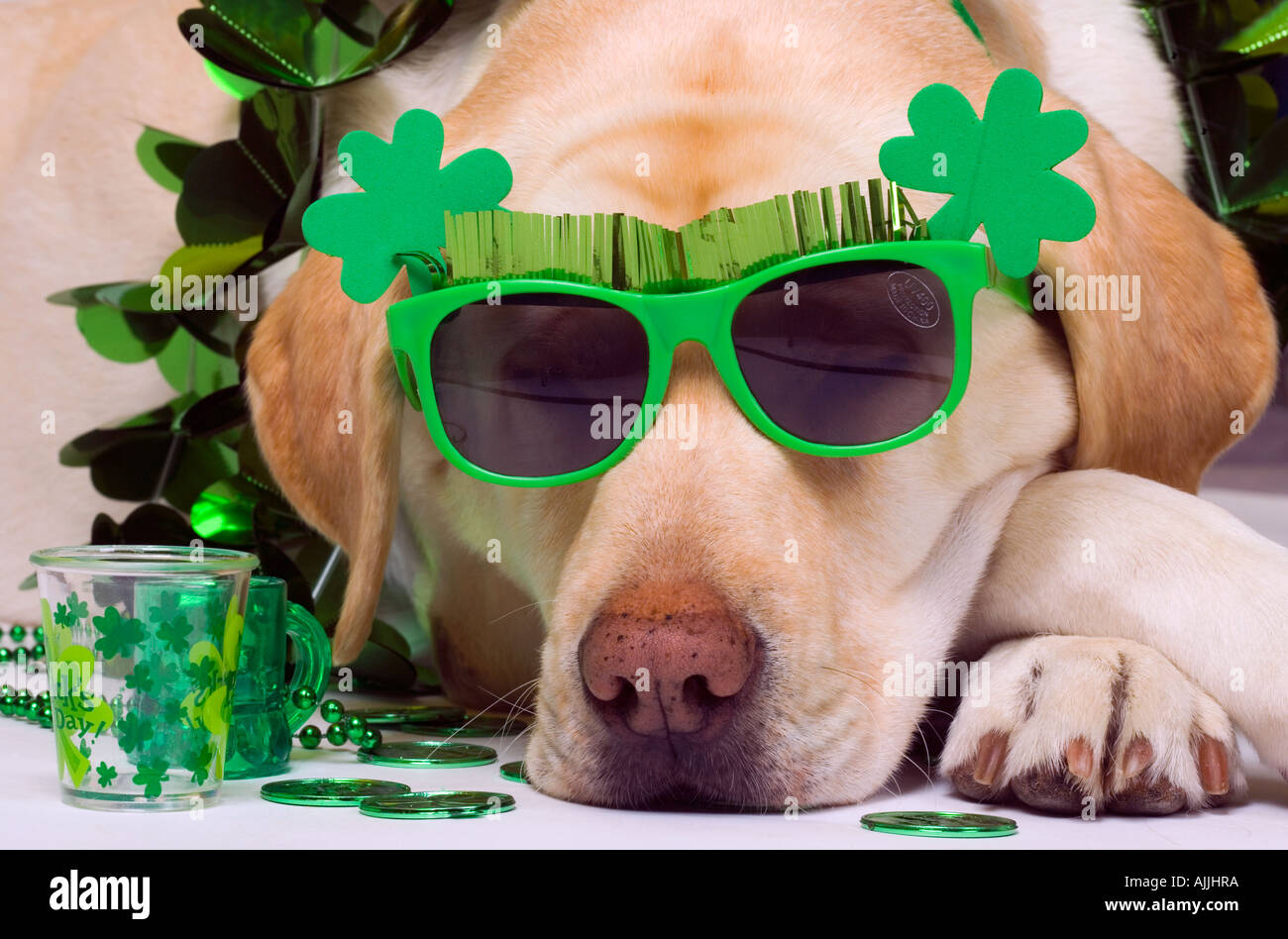 Giallo labrador cane indossa occhiali da sole verde per la festa di San Patrizio celebrazione Foto Stock