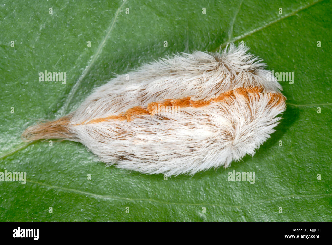 La parte inferiore di un Puss caterpillar genere Megalopyge con tossici aculei velenosi Foto Stock