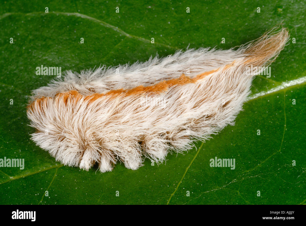 Puss caterpillar genere Megalopyge con tossici aculei velenosi Foto Stock