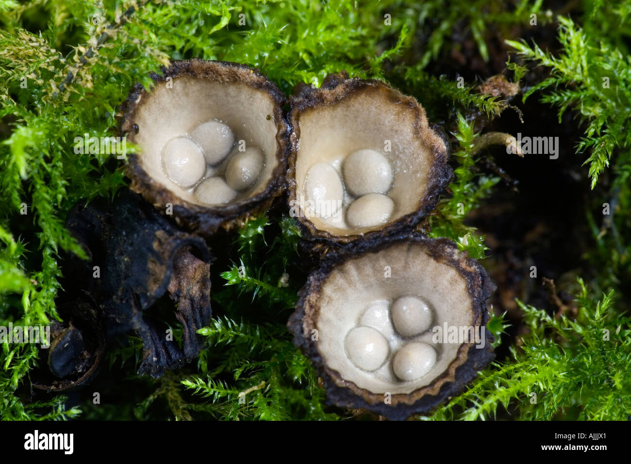 Pieghe di nidificazione degli uccelli funghi Cyathus striatus crescendo in legno Potton Bedfordshire Foto Stock