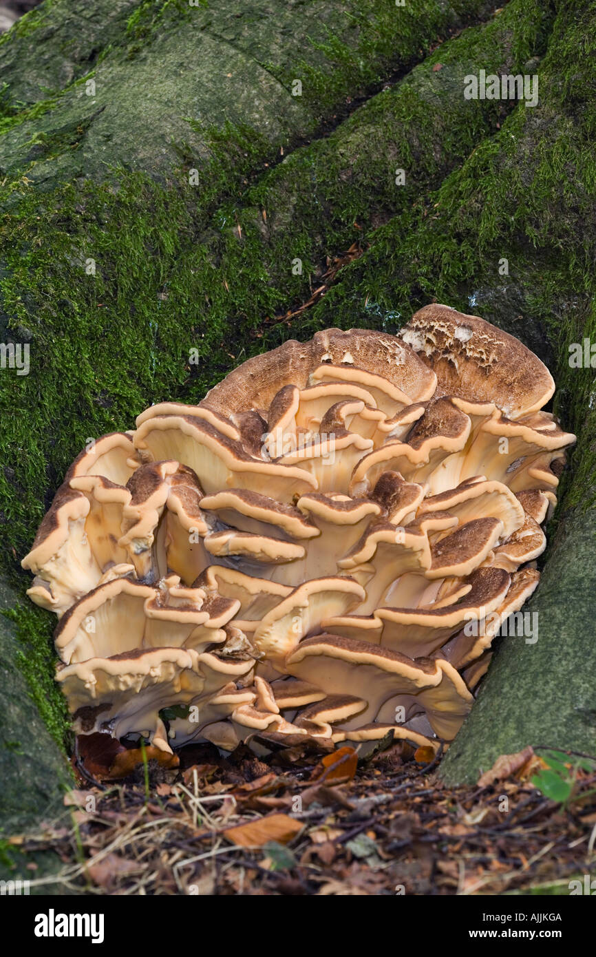 Meripilus giganteus cresce su caduti ashridge faggio Foto Stock