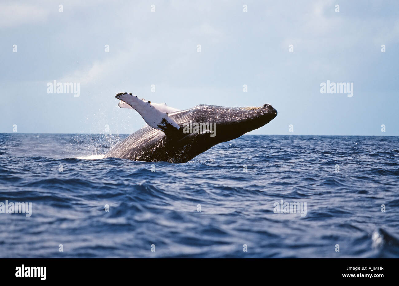 Humpback Whale violare in argento banche a Repubblica Dominicana Foto Stock