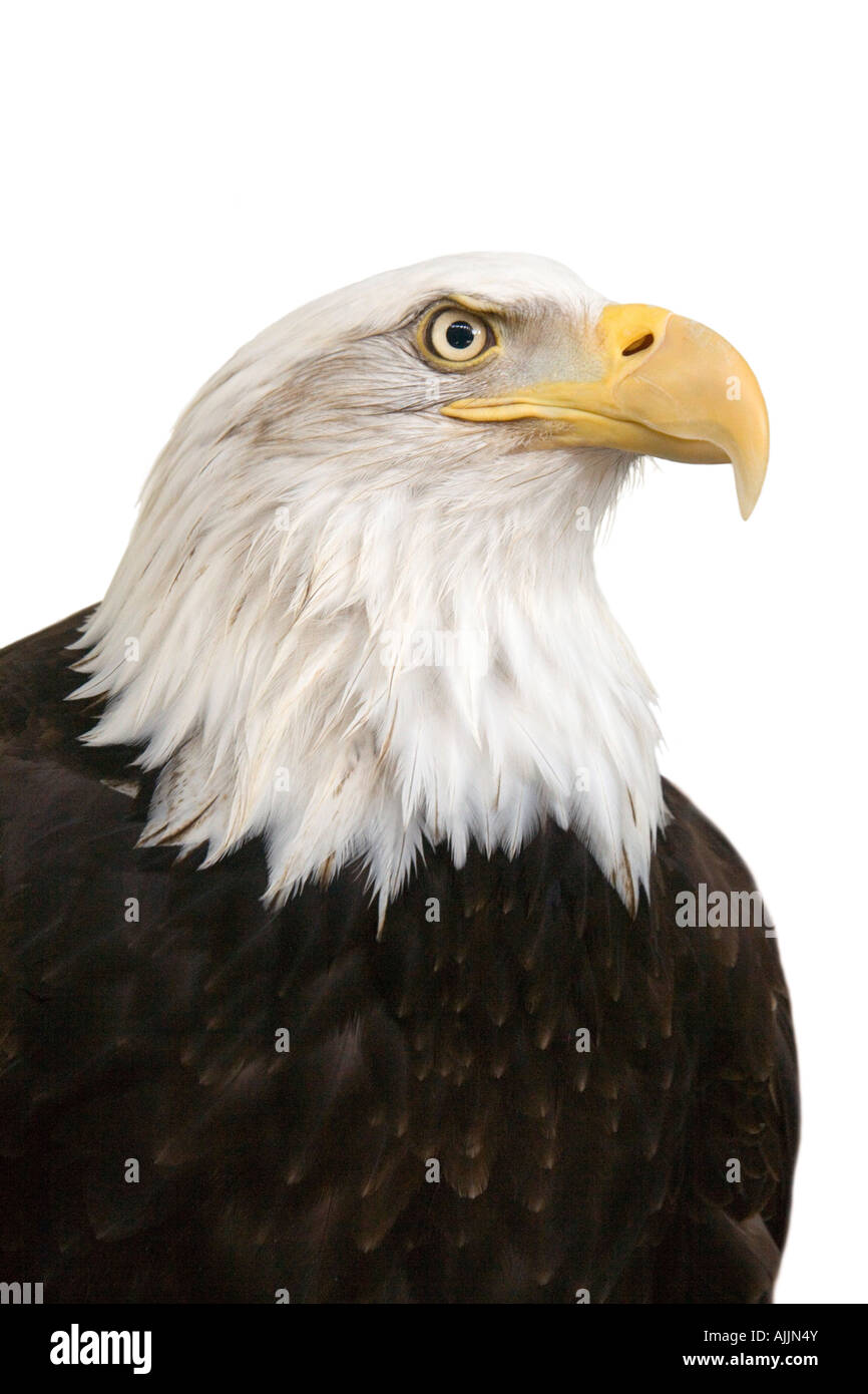 Ritratto di un maestoso American aquila calva contro uno sfondo bianco. Foto Stock