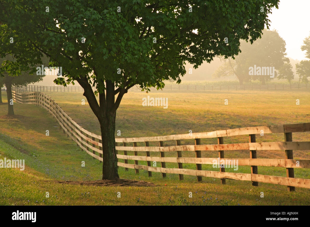 Recinzione e alberi nella pastorale campagna del Maryland Foto Stock