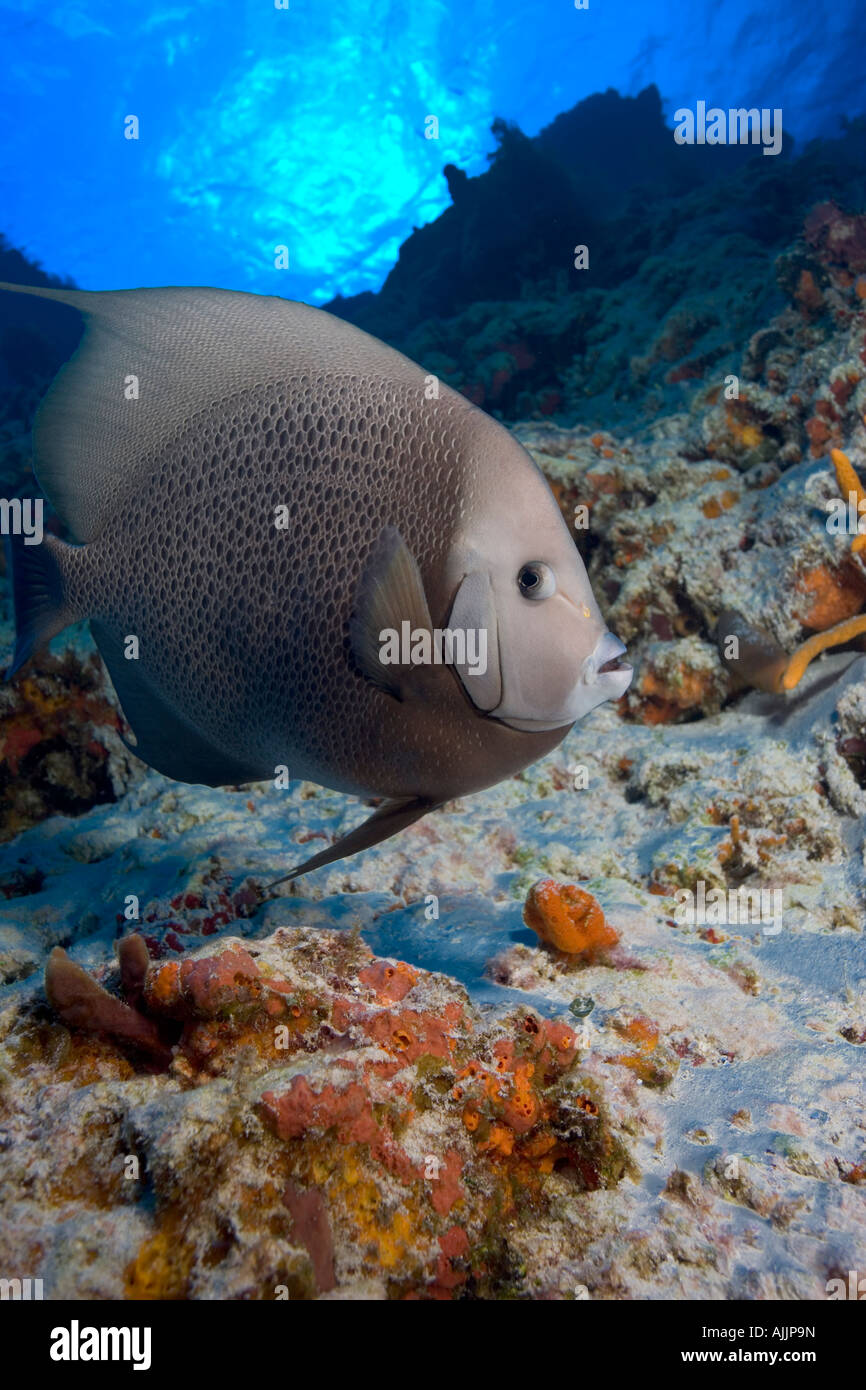 Grigio angelfish nuoto sott'acqua sulla barriera corallina in acque tropicali di Cozumel, Messico Foto Stock