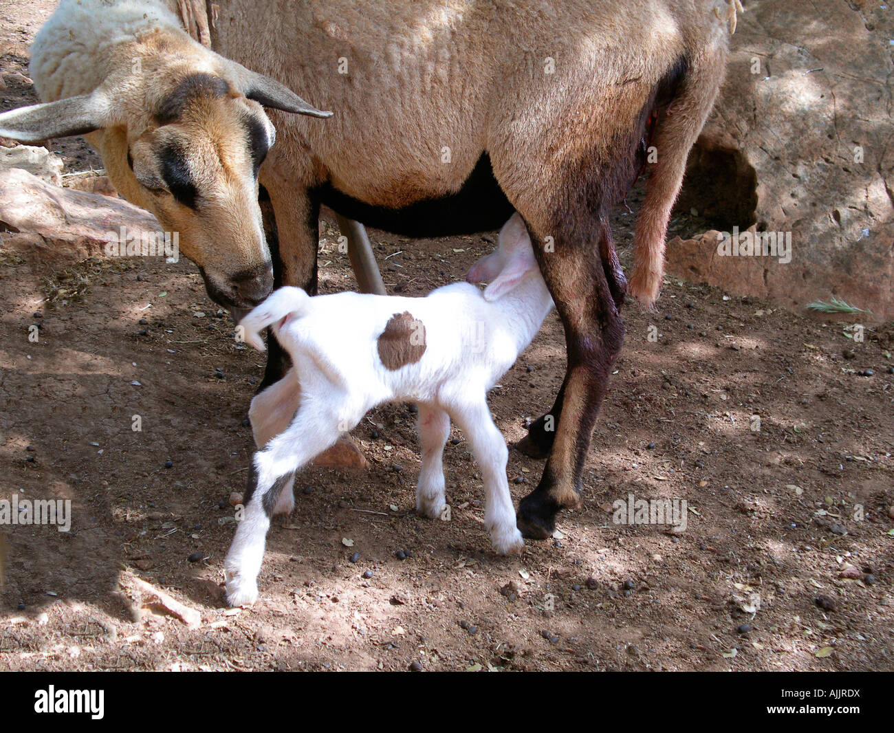 Appena nato, agnello vicino a sua madre Foto Stock
