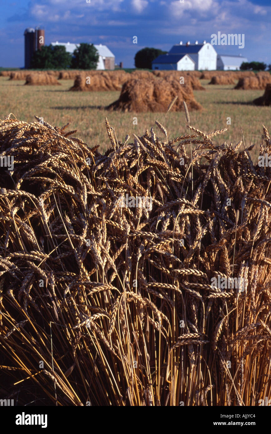 Appena tagliato il frumento essiccamento in shock sulla fattoria vicino a Lancaster in Pennsylvania USA Foto Stock