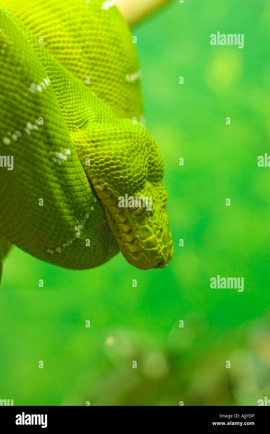 Emerald Tree Boa - Corallus caninus - a spirale sul ramo di albero Foto Stock
