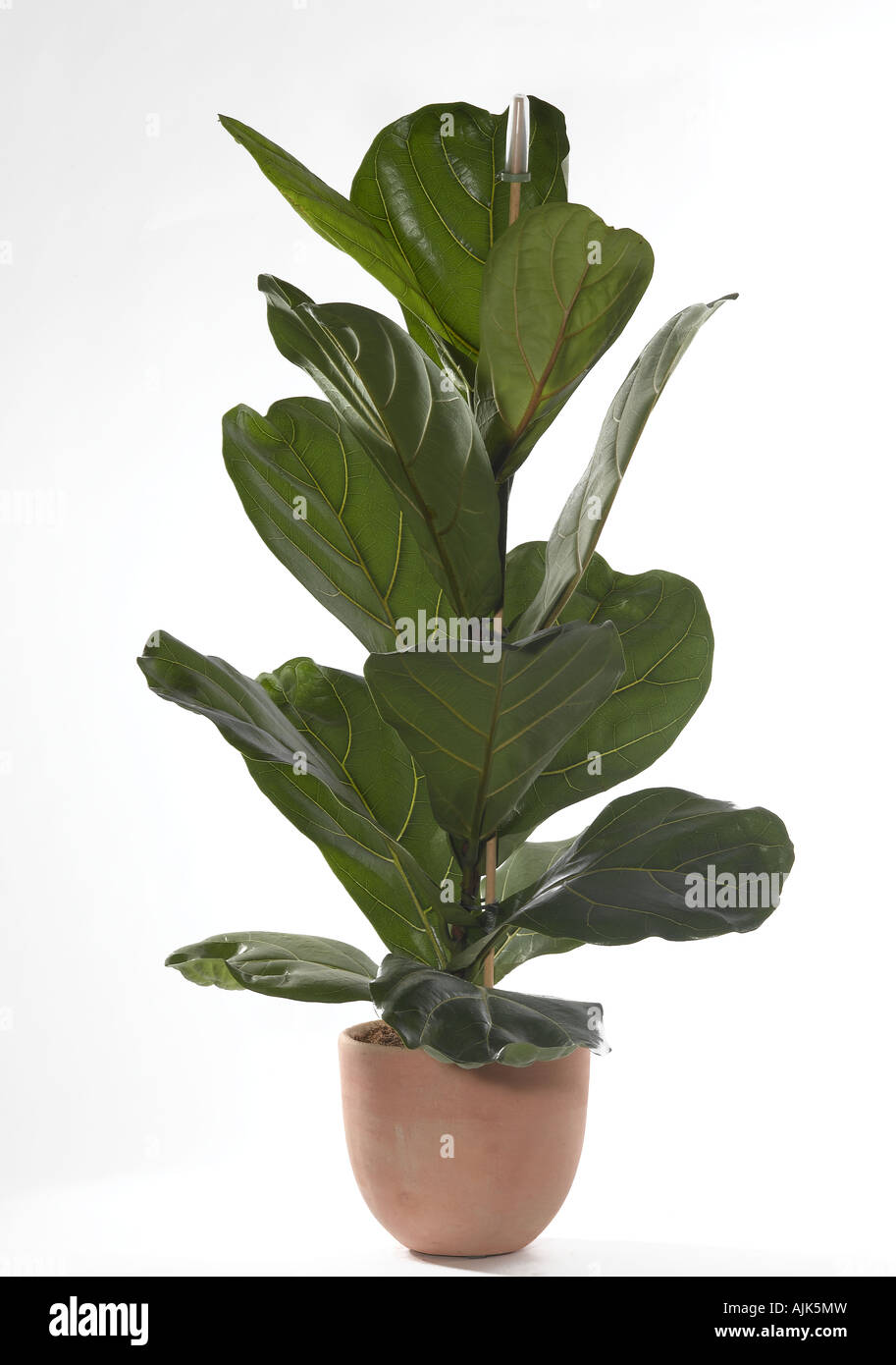 Fiddleleaf fig Ficus lyrata Foto Stock