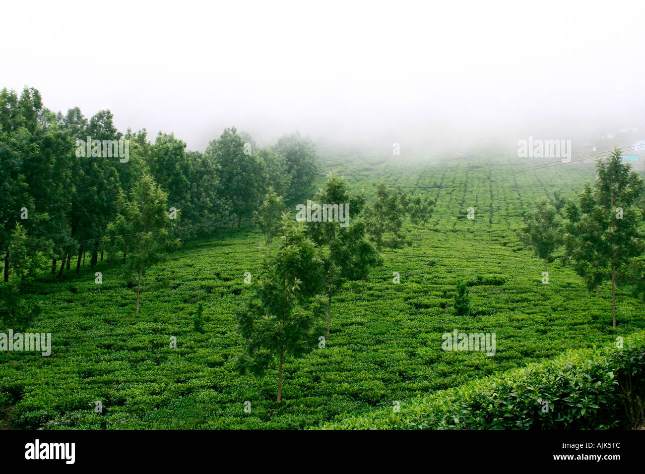 Una vista di Munnar, la bellissima hill station in Kerala, India Foto Stock