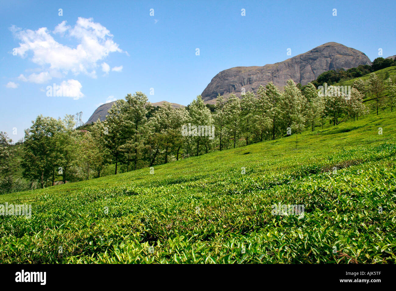 Una piantagione di tè a Munnar hil stazione, Kerala, India Foto Stock