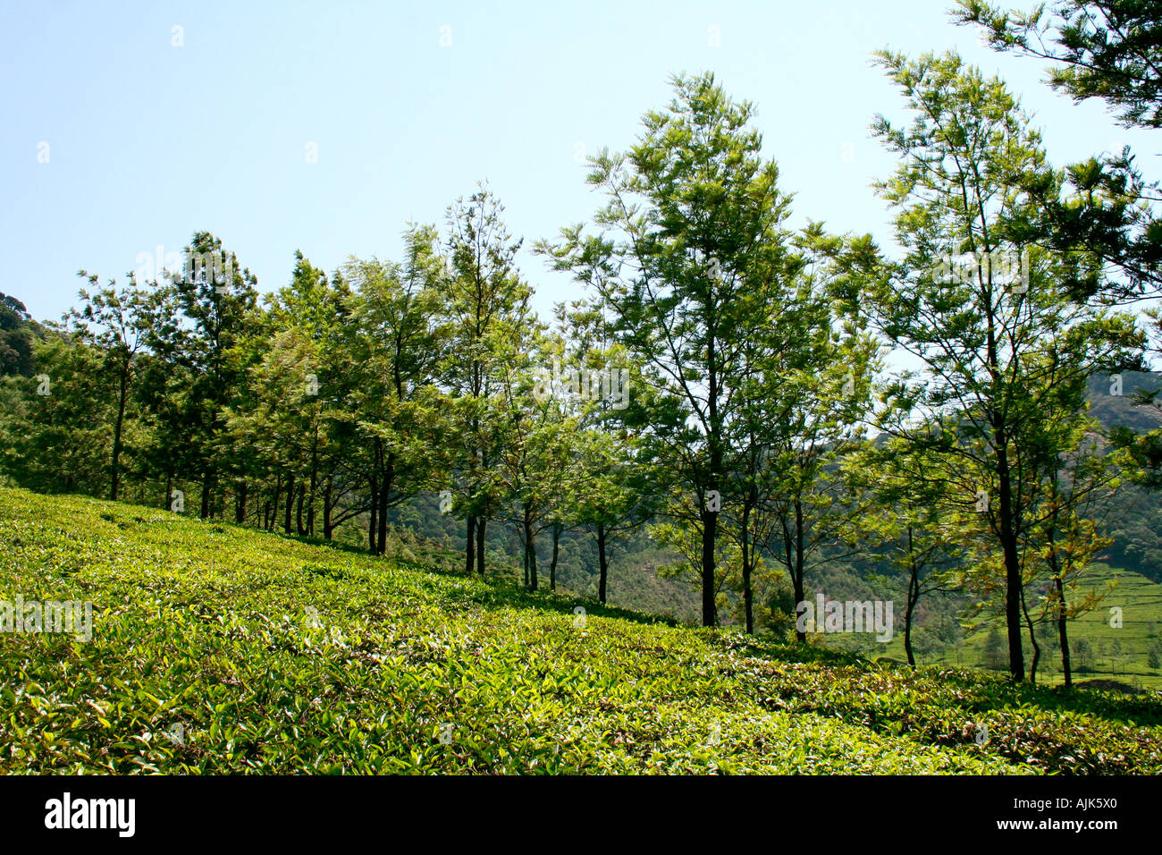Una verde collina piantati con una linea di alberi in mezzo a piantagioni di tè a Munnar Kerala, India Foto Stock