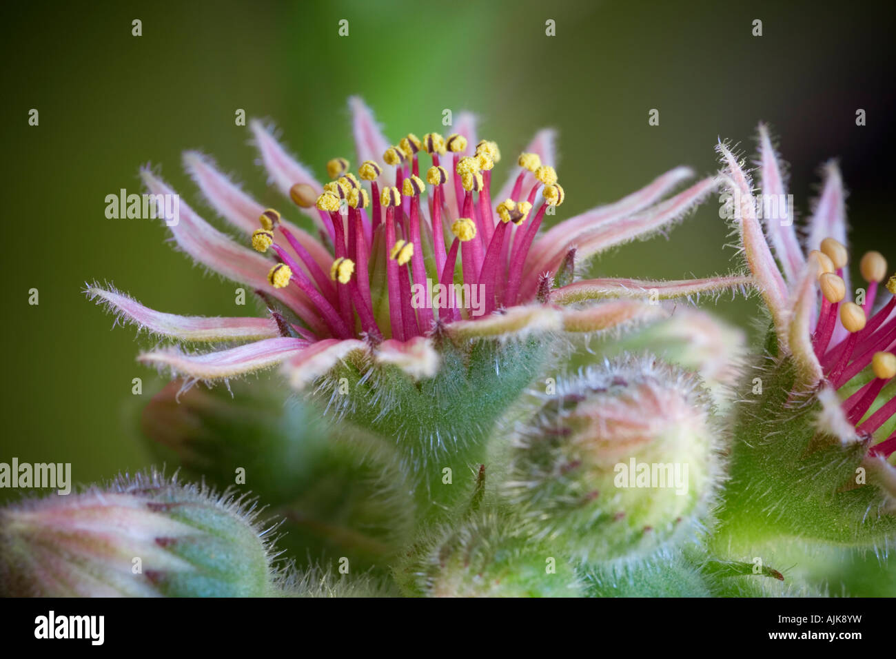 Un Galline-e-Pulcini macrophotograph in Fiore e boccioli. Macrophotographie d'une joubarbe des allasua en fleurs et en boutons. Foto Stock