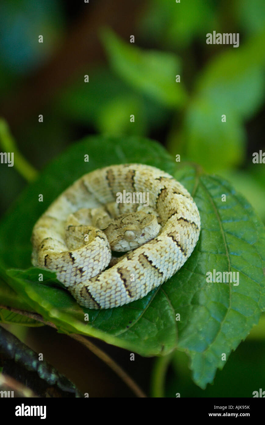 Snake dormire su foglia di Mindo-Nambillo Parco Nazionale in Ecuador Foto Stock