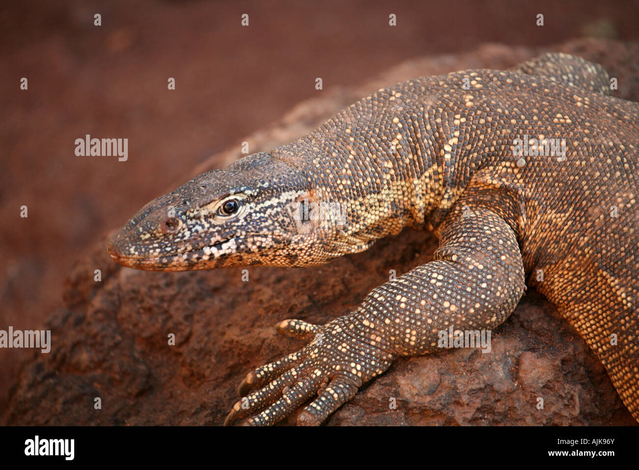 Monitor del Nilo vicino fino Foto Stock