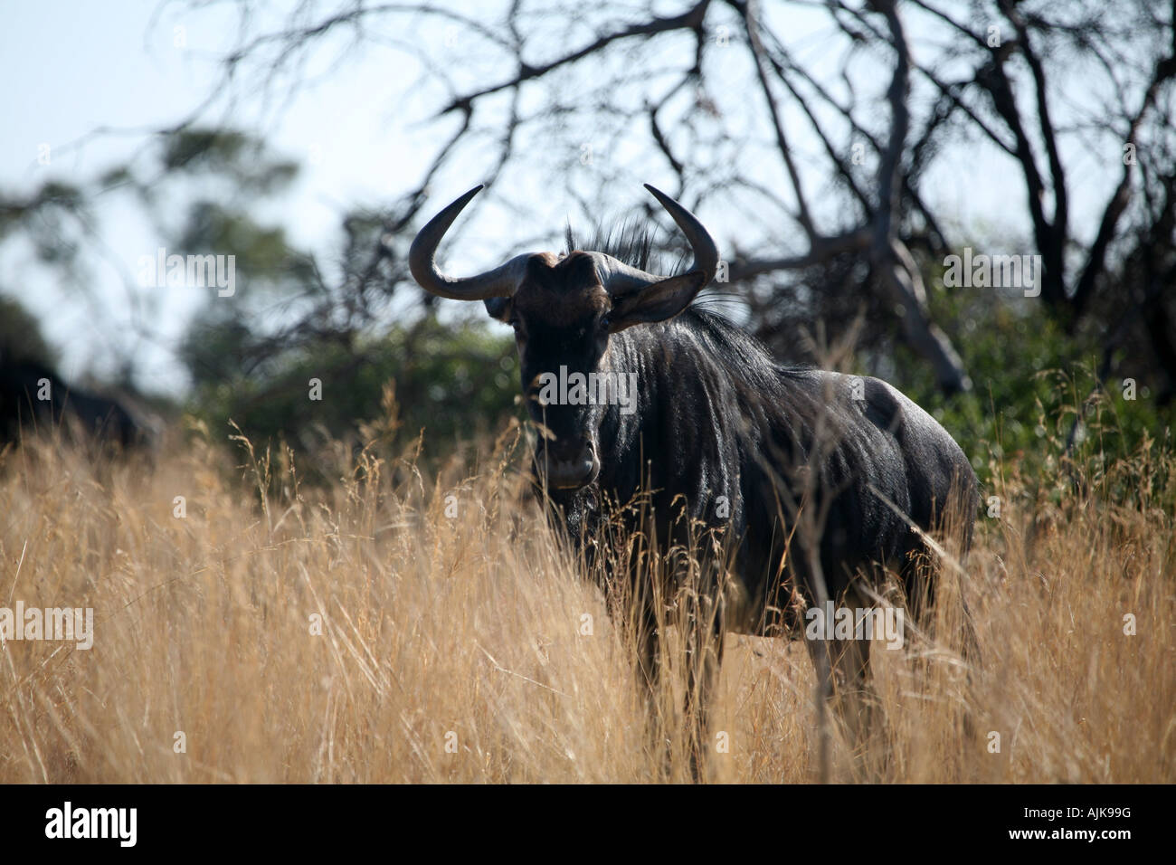 Blue Gnu guardando a voi Foto Stock