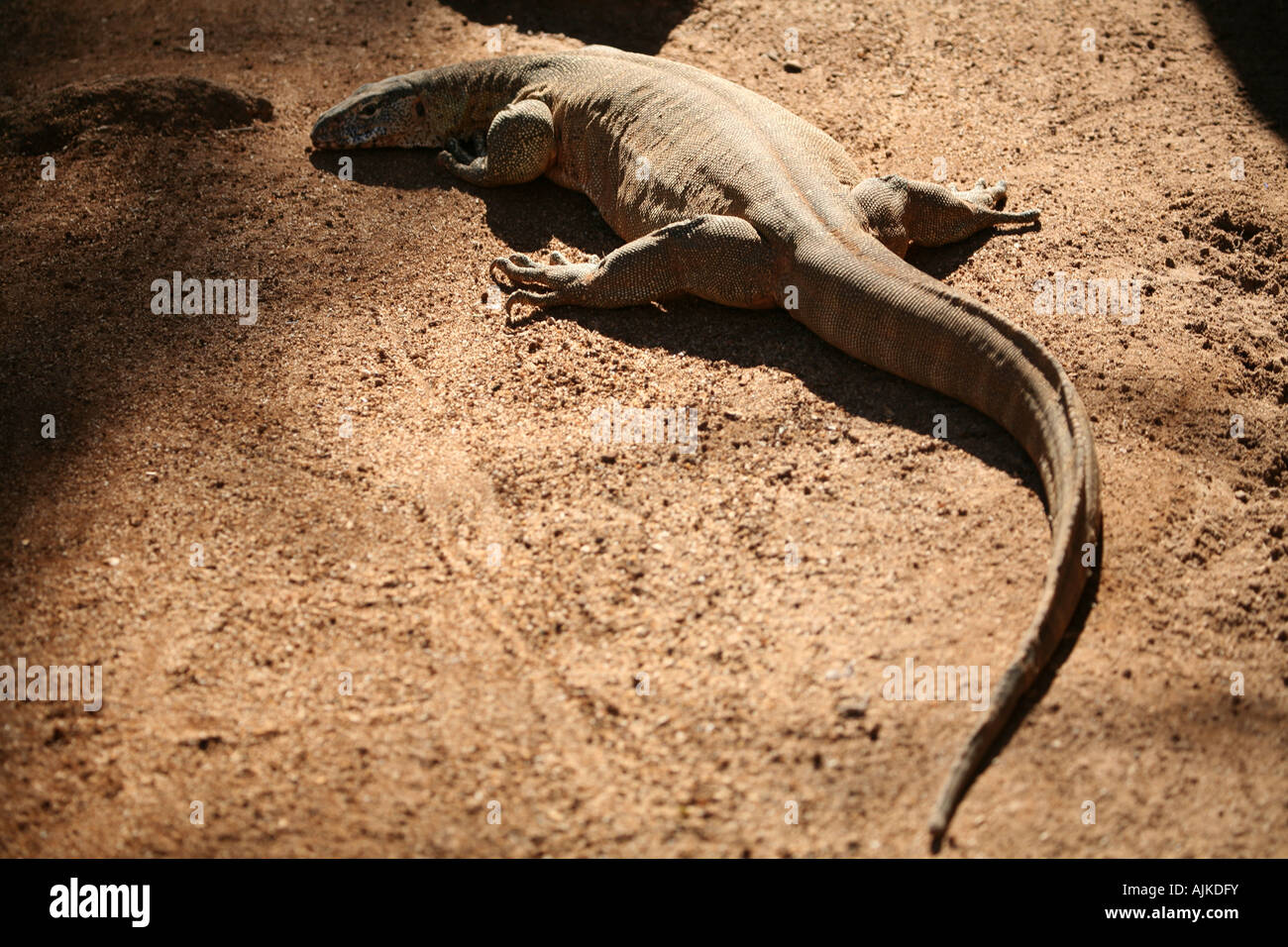 Varano del Nilo Foto Stock