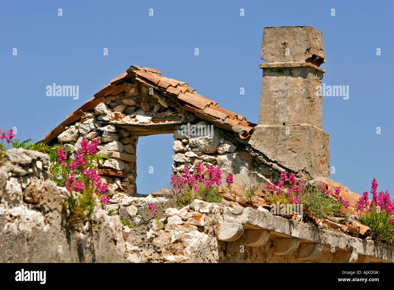 Wildblumen auf einer Ruine auf der Insel Premuda | Fiori Selvatici su una rovina sulla Isola Premuda Foto Stock