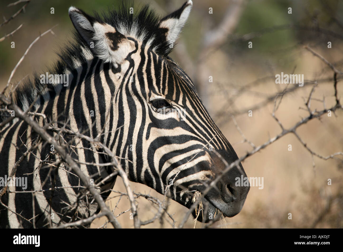 Zebra vicino il colpo di testa Foto Stock