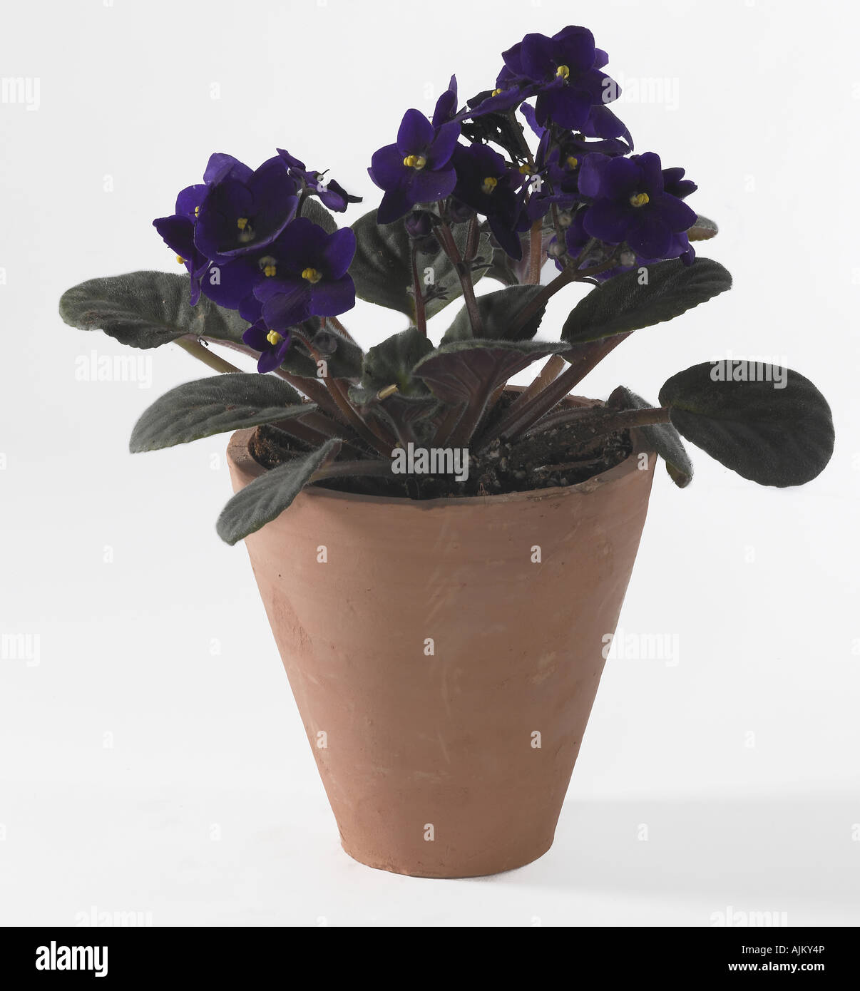 African Violet Saintpaulia sp Foto Stock