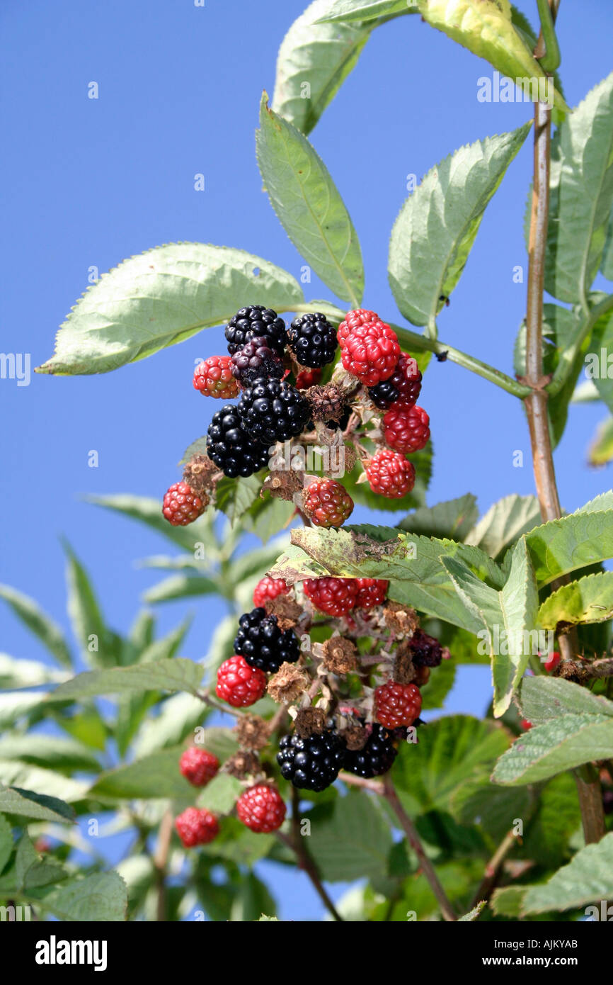 Blackberry arbusto Rubus fructicosus Foto Stock