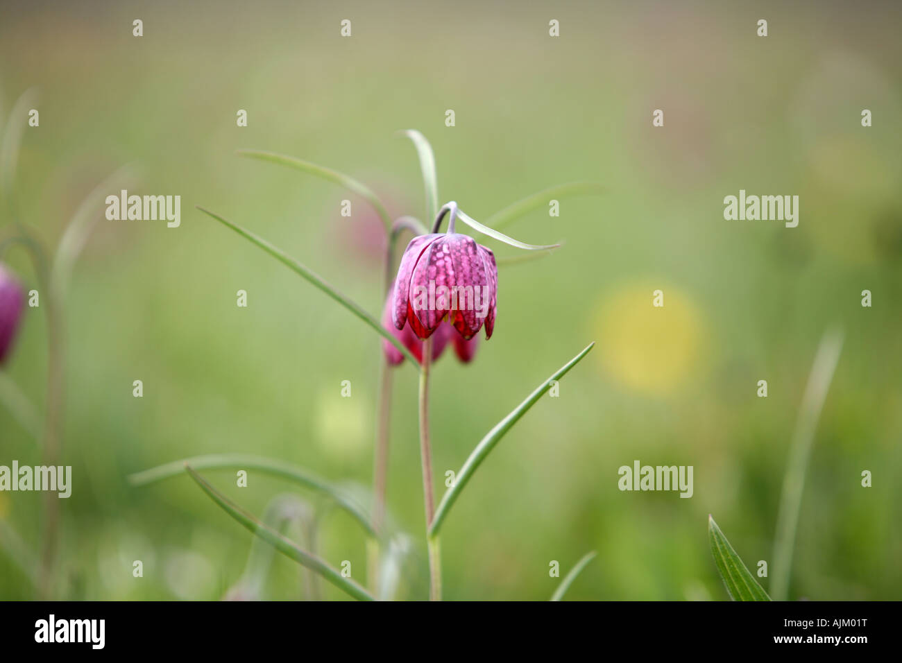 Snake Head Fritillary: Foto Stock