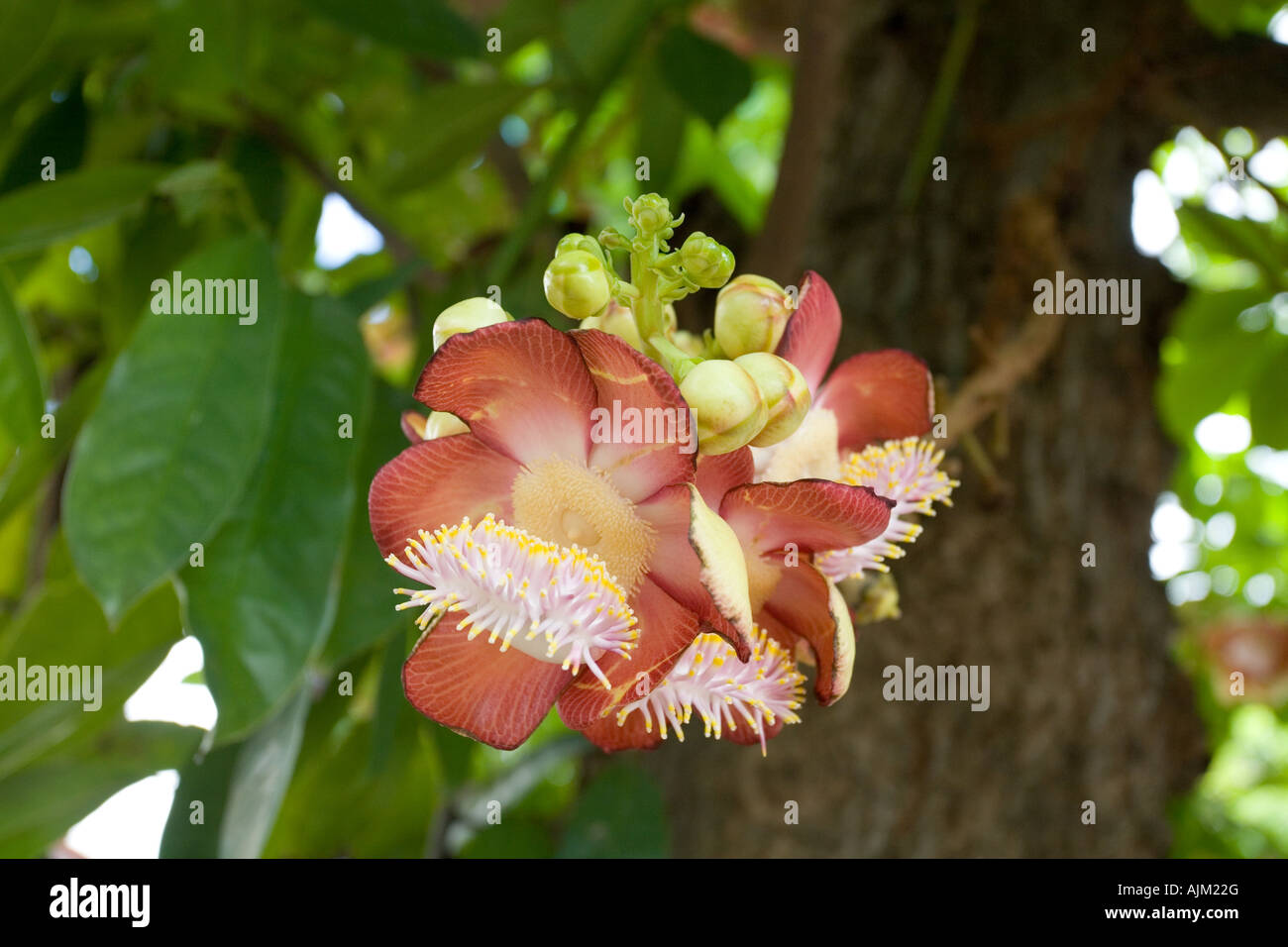 Fiore della palla di cannone Tree, Couroupita guianensis Foto Stock