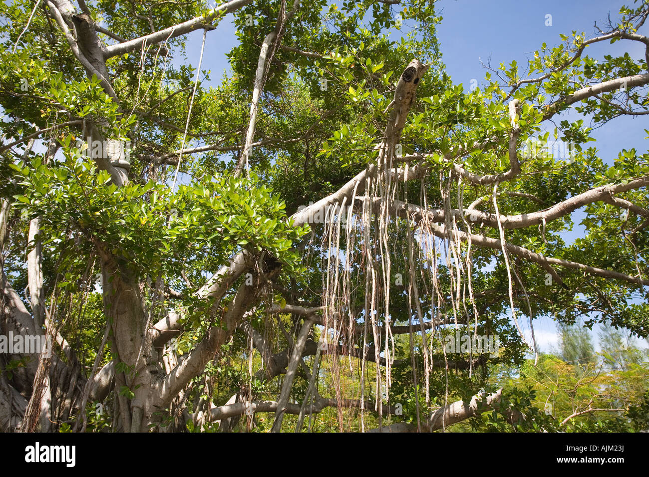 Albero radici aeree che scende verso l'acqua della Thailandia Foto Stock