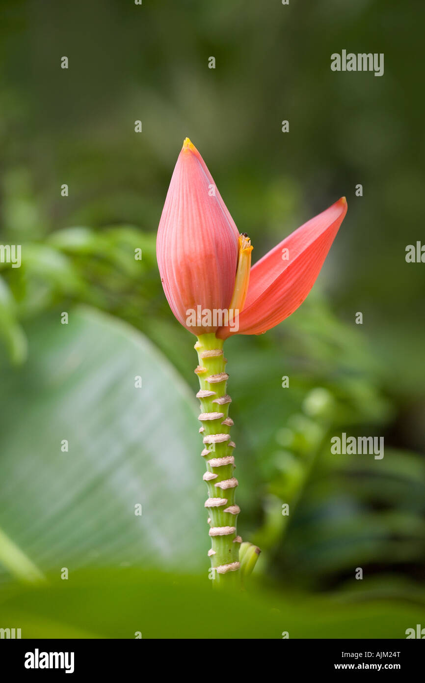 Giovani hybrid banana flower Foto Stock