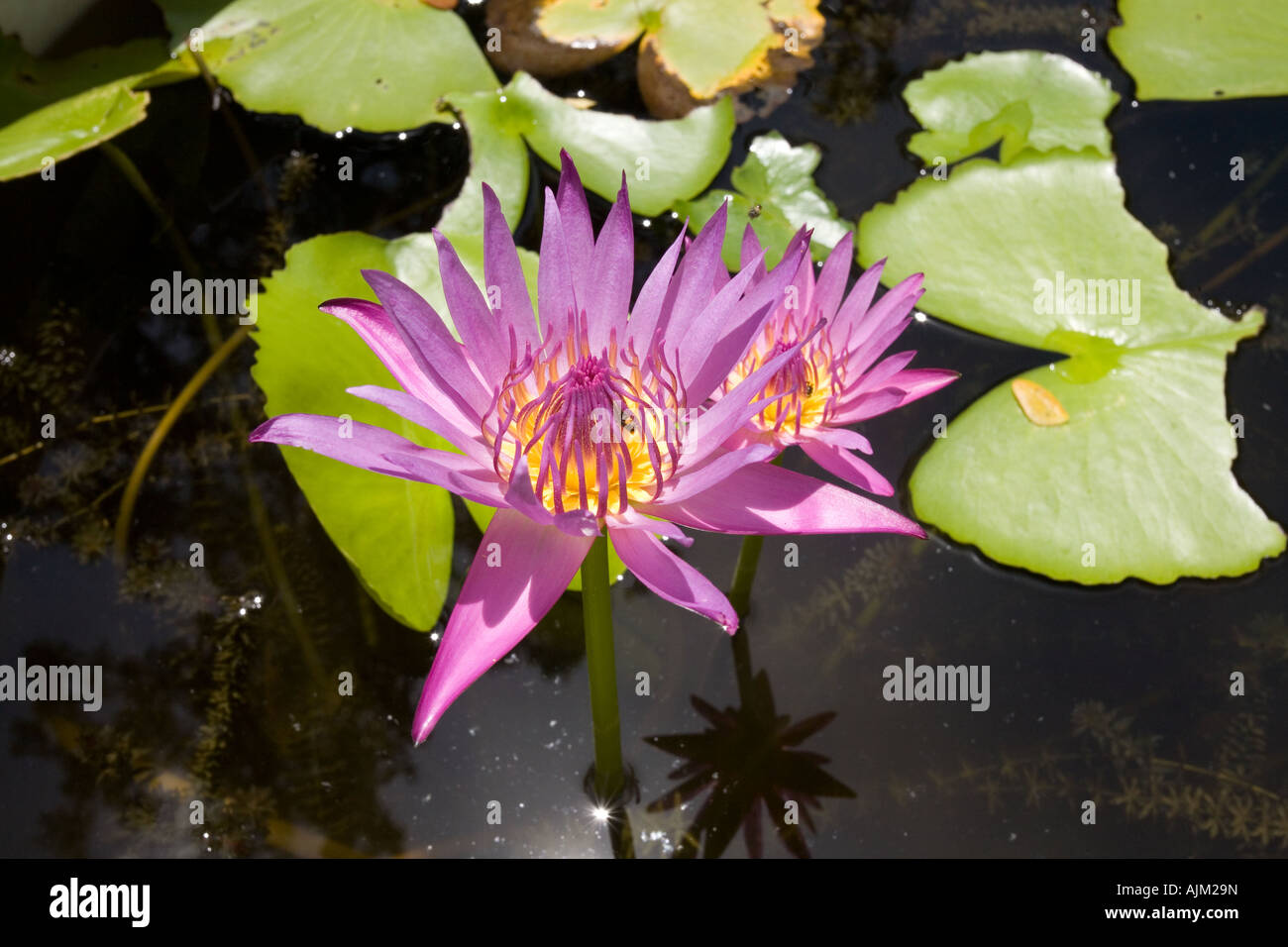 Magnifico giglio di acqua viola fiori rosa in piena fioritura della Thailandia Foto Stock