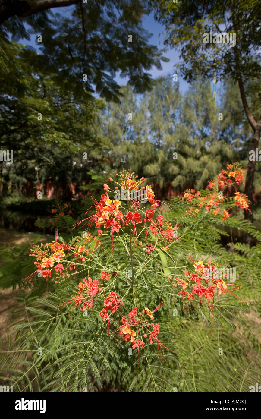 Caesalpinia pulcherrima Peacock flower Foto Stock