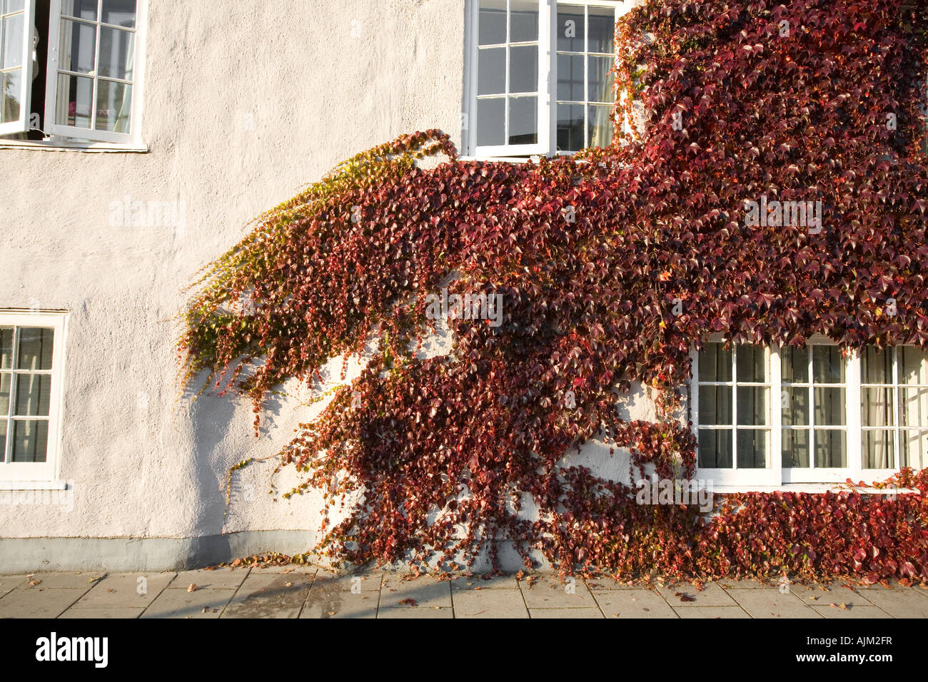 Virginia superriduttore in autunno Parthenocissus quinquefolia travolgendo una casa Foto Stock