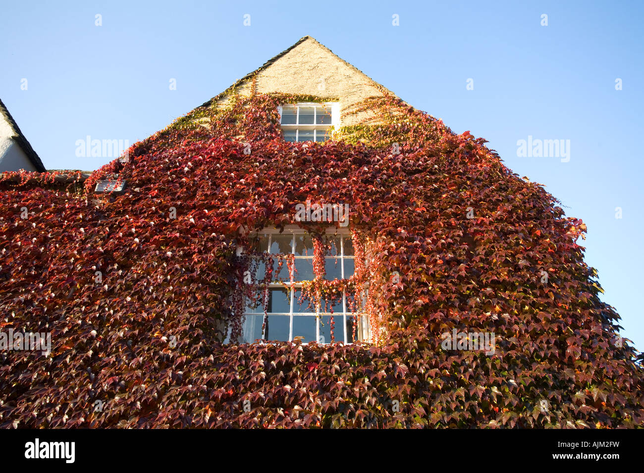 Virginia superriduttore in autunno Parthenocissus quinquefolia crescente travolgendo una casa Foto Stock