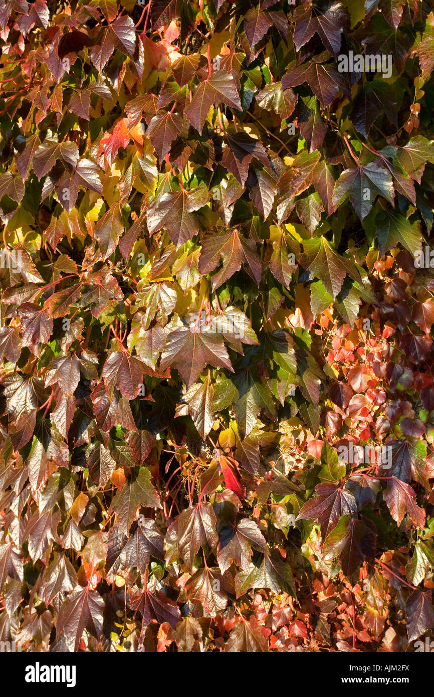 Virginia superriduttore in autunno Parthenocissus quinquefolia Foto Stock