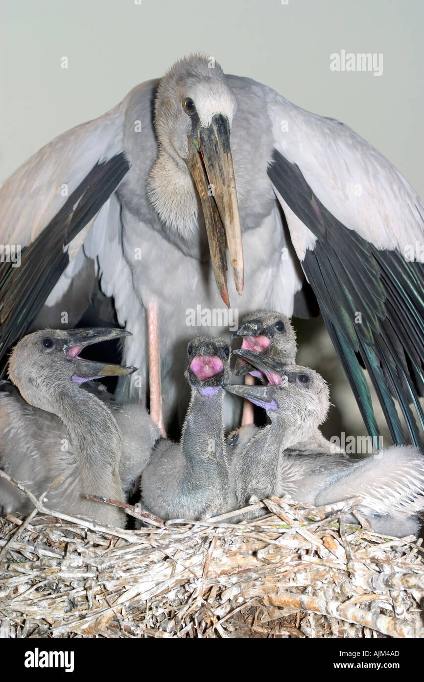 Aprire indiano fatturati stork Anastomus oscitans aperto bianco fatturati stork ombreggiando il giovane nidiacei dal sole e il calore con il w Foto Stock