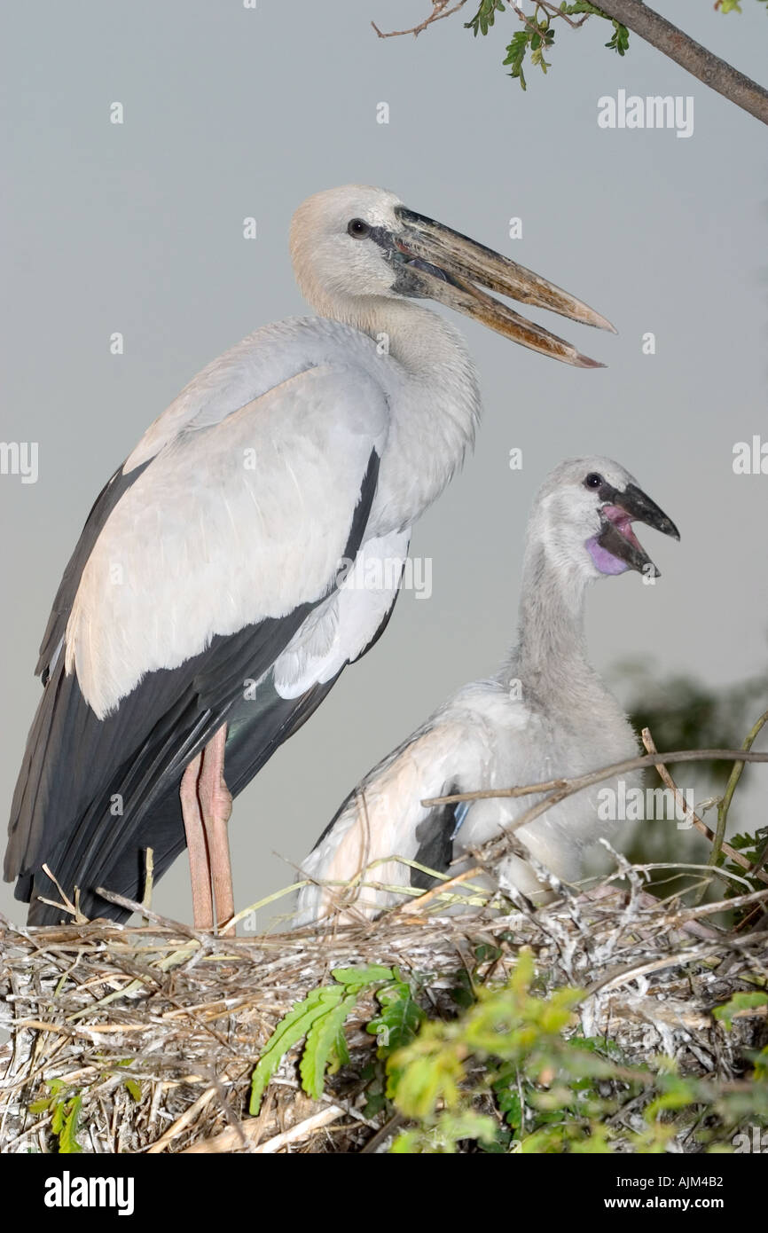 Aprire indiano fatturati stork Anastomus oscitans aperto bianco fatturati stork genitori e giovani nel nido in Thailandia Foto Stock