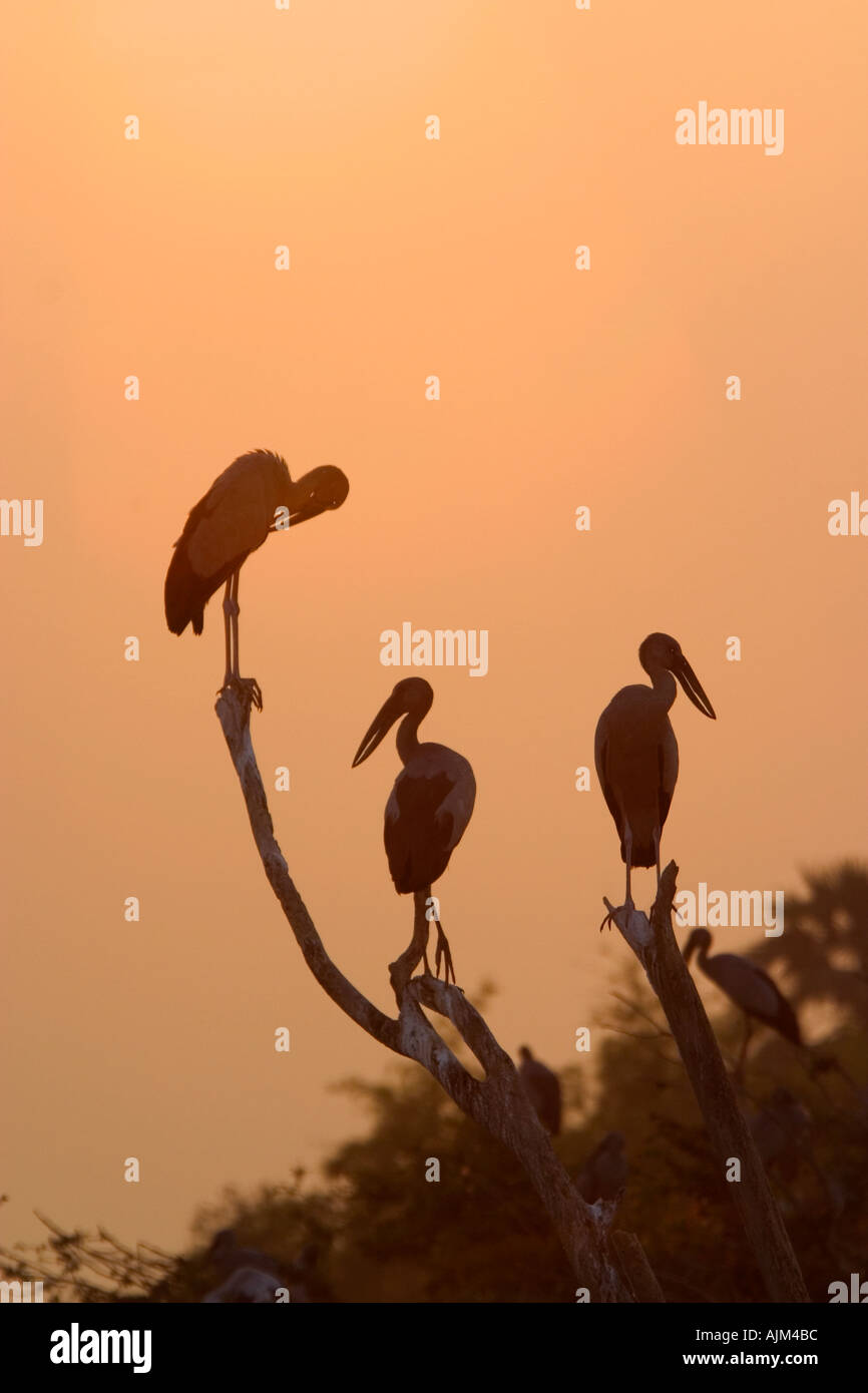 Aprire indiano fatturati cicogne Anastomus oscitans aperto bianco fatturati cicogne in silhouet in alberi morti al tramonto Foto Stock