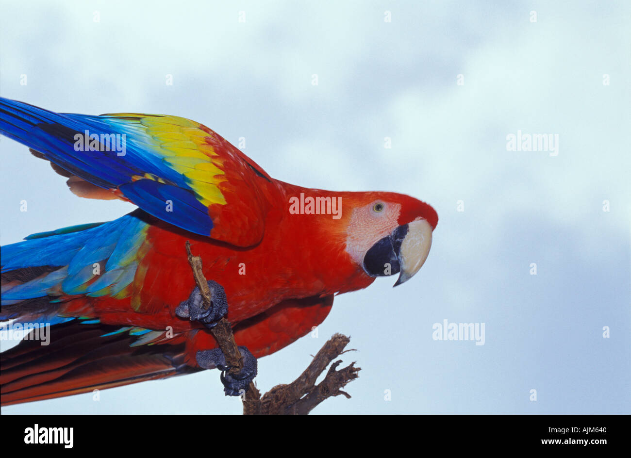 Scarlet Macaw Aca macao Costa Rica Tame bird Foto Stock