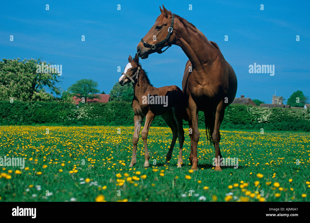 Thoroughbred Brood Mare con puledro & Renoncules Foto Stock