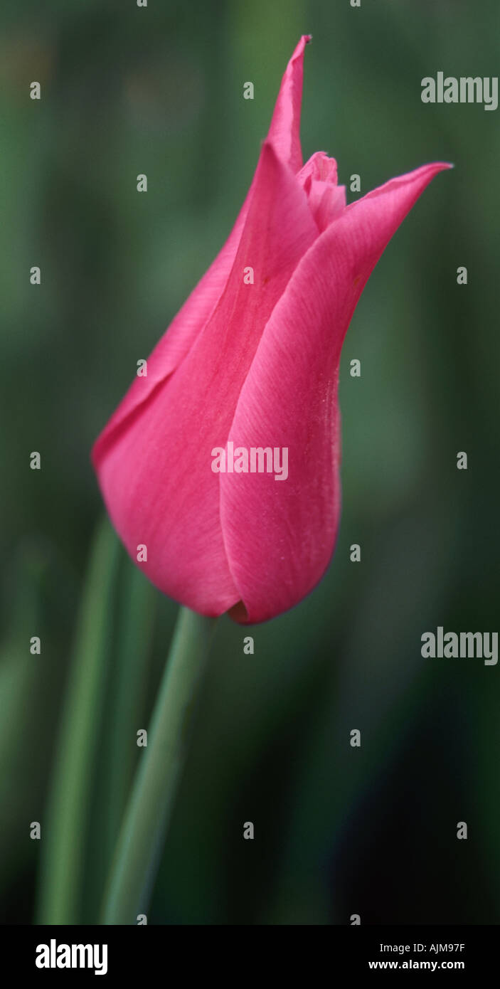 Pink tulip germogliando Tulipa Foto Stock